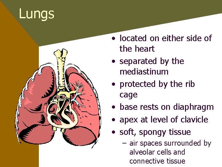Lungs • located on either side of the heart • separated by the mediastinum