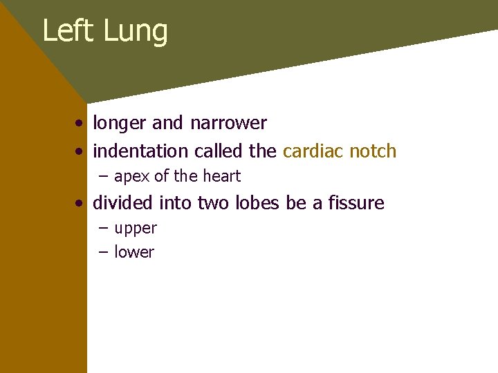 Left Lung • longer and narrower • indentation called the cardiac notch – apex
