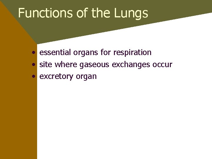 Functions of the Lungs • essential organs for respiration • site where gaseous exchanges