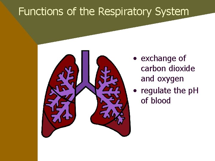 Functions of the Respiratory System • exchange of carbon dioxide and oxygen • regulate