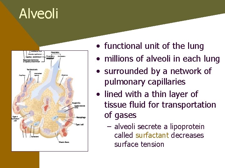 Alveoli • functional unit of the lung • millions of alveoli in each lung