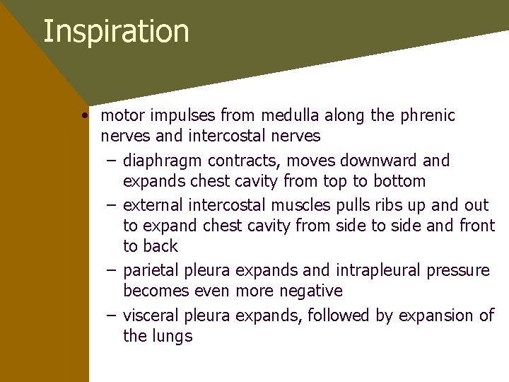 Inspiration • motor impulses from medulla along the phrenic nerves and intercostal nerves –