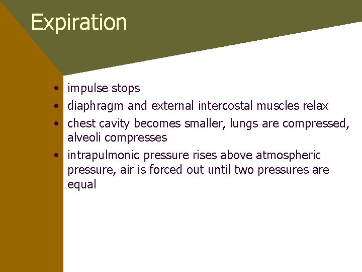 Expiration • impulse stops • diaphragm and external intercostal muscles relax • chest cavity