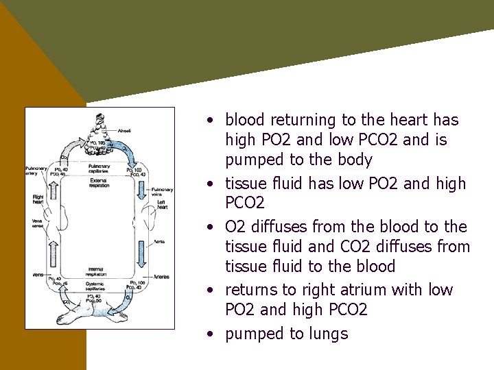  • blood returning to the heart has high PO 2 and low PCO