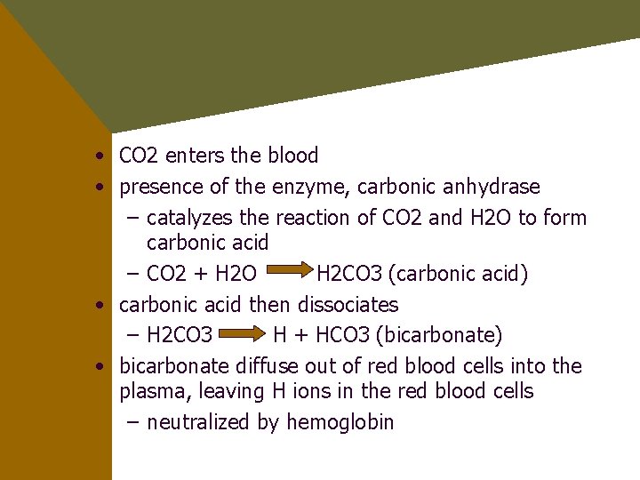  • CO 2 enters the blood • presence of the enzyme, carbonic anhydrase