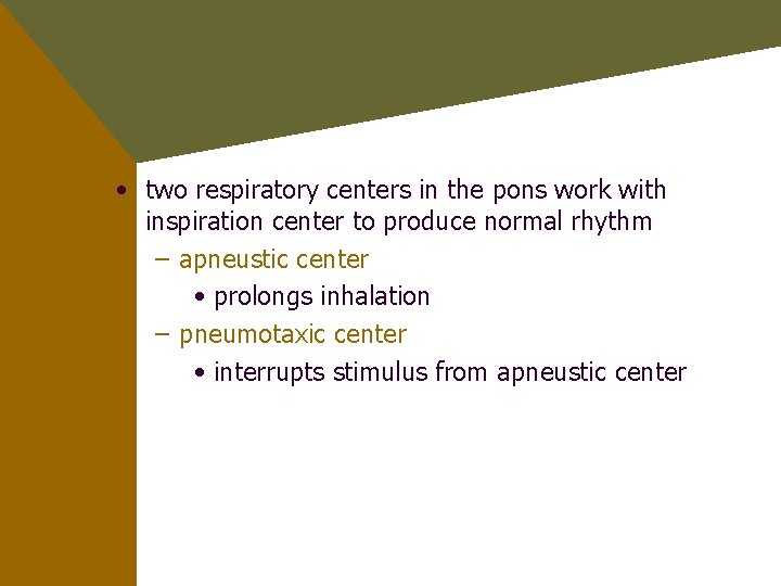  • two respiratory centers in the pons work with inspiration center to produce