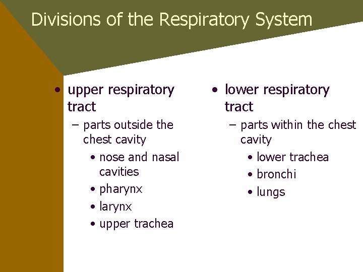 Divisions of the Respiratory System • upper respiratory tract – parts outside the chest