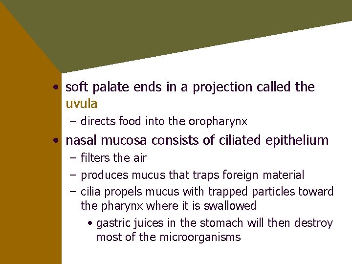  • soft palate ends in a projection called the uvula – directs food
