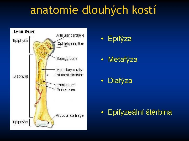 anatomie dlouhých kostí • Epifýza • Metafýza • Diafýza • Epifyzeální štěrbina 