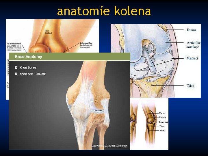 anatomie kolena 
