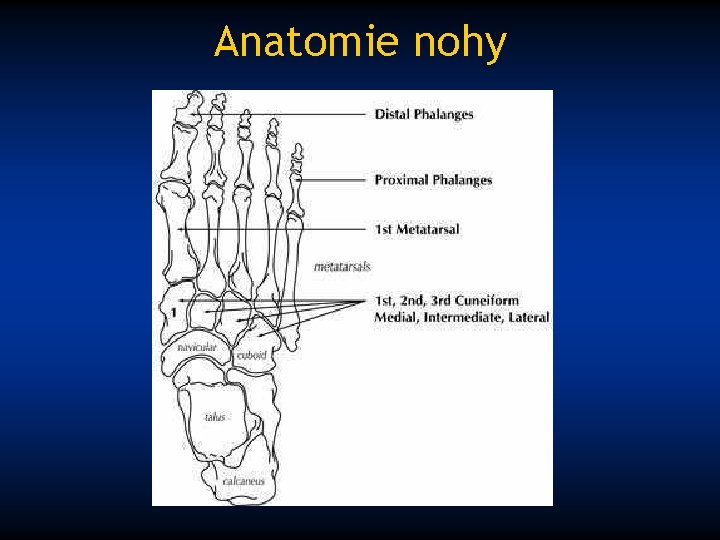 Anatomie nohy 