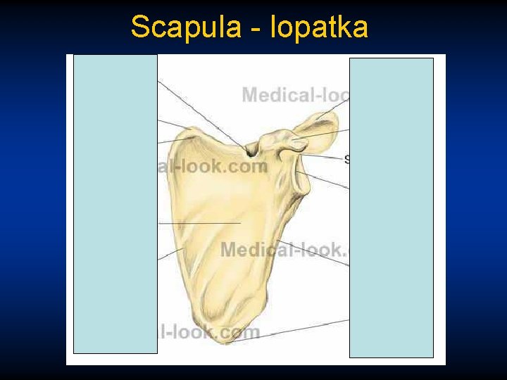 Scapula - lopatka 