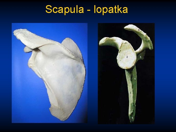 Scapula - lopatka 