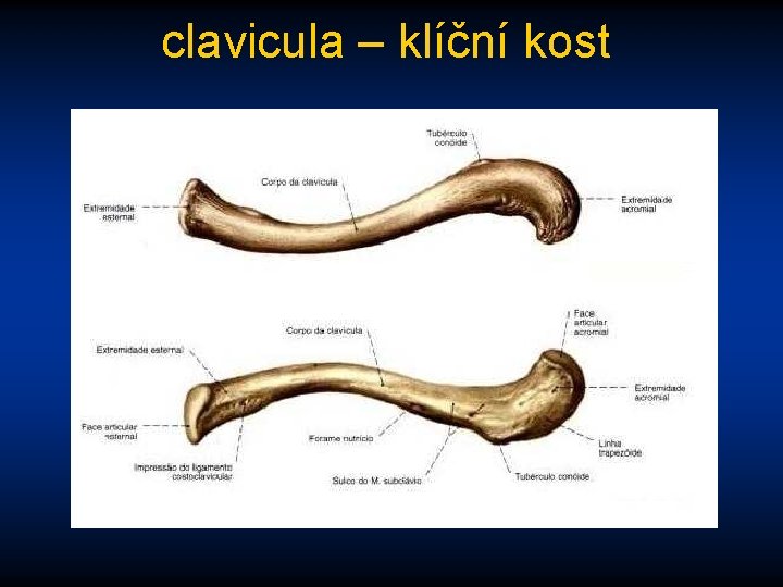 clavicula – klíční kost 