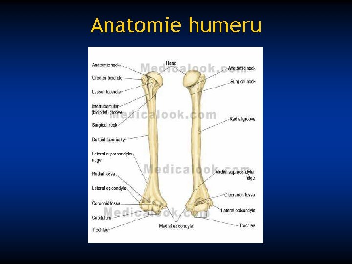 Anatomie humeru 