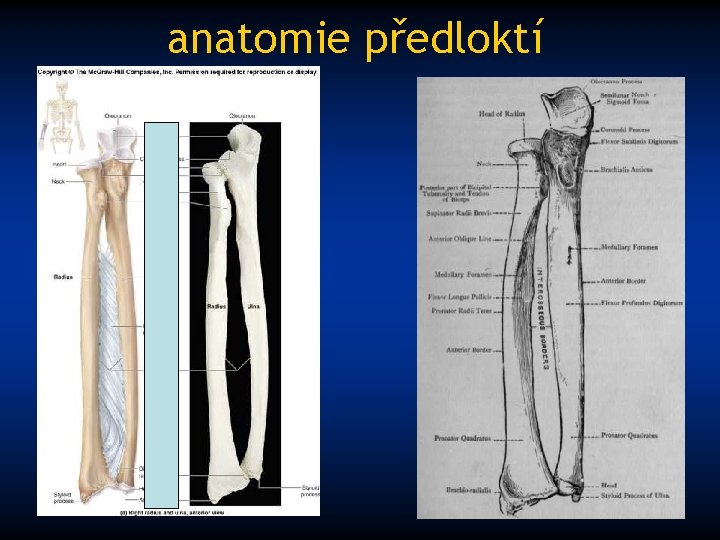 anatomie předloktí 