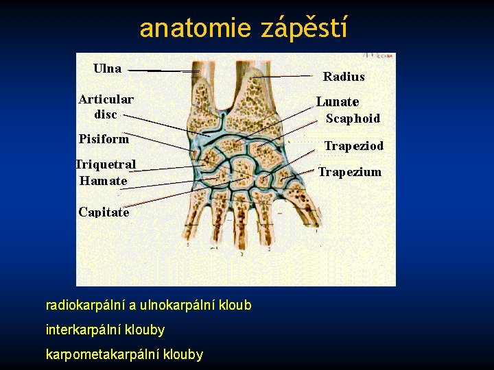 anatomie zápěstí radiokarpální a ulnokarpální kloub interkarpální klouby karpometakarpální klouby 