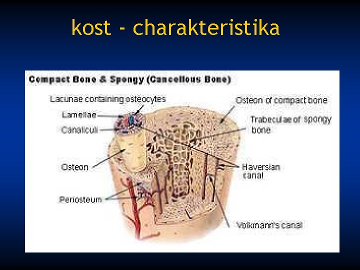 kost - charakteristika 