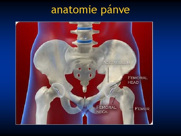 anatomie pánve 