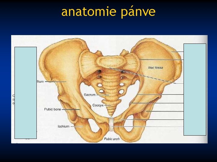 anatomie pánve 