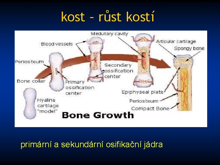 kost – růst kostí primární a sekundární osifikační jádra 