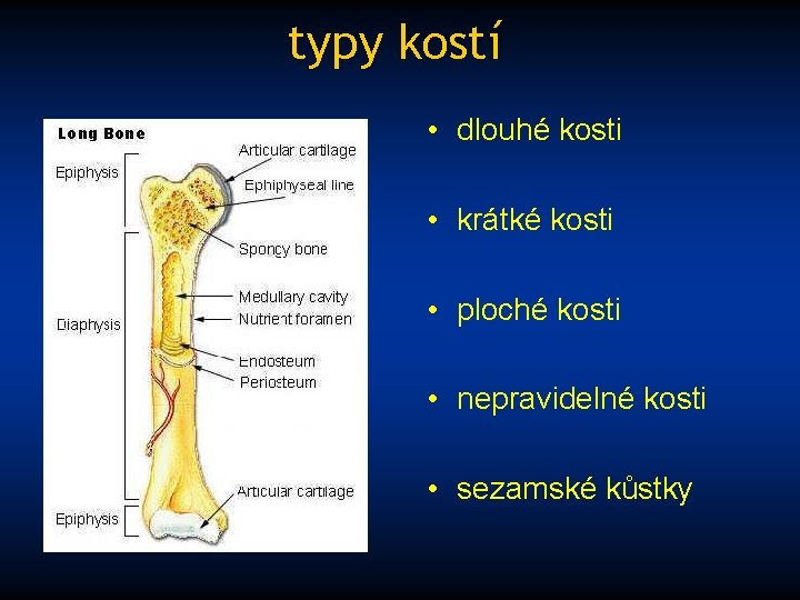 typy kostí • dlouhé kosti • krátké kosti • ploché kosti • nepravidelné kosti