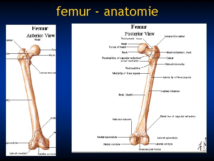 femur - anatomie 