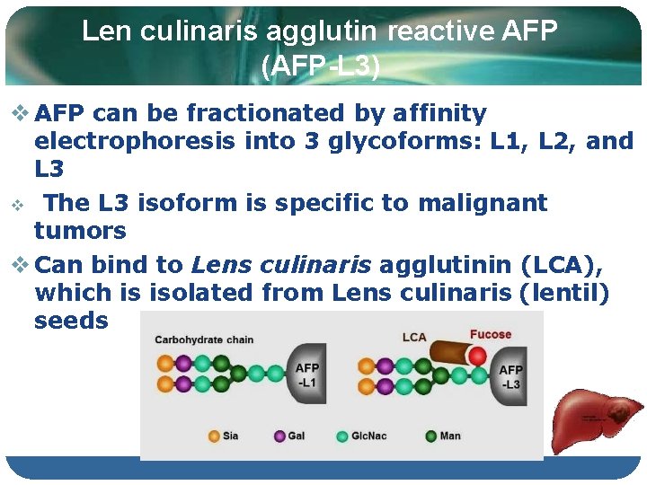 Len culinaris agglutin reactive AFP (AFP-L 3) AFP can be fractionated by affinity electrophoresis