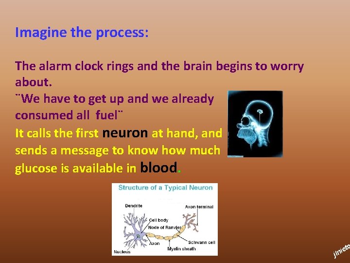 Imagine the process: The alarm clock rings and the brain begins to worry about.