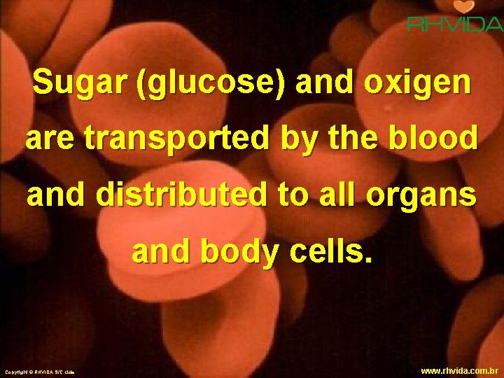 Sugar (glucose) and oxigen are transported by the blood and distributed to all organs