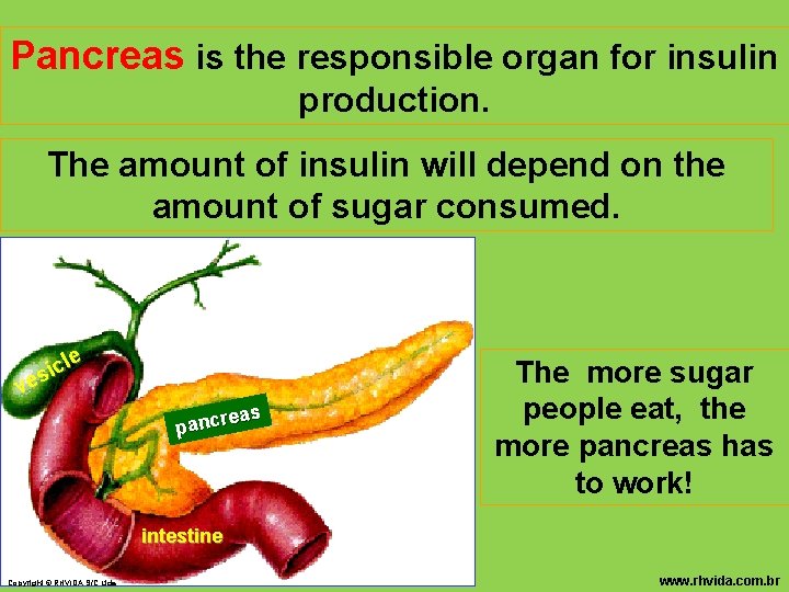 Pancreas is the responsible organ for insulin production. The amount of insulin will depend