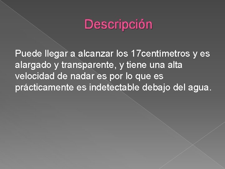 Descripción Puede llegar a alcanzar los 17 centímetros y es alargado y transparente, y