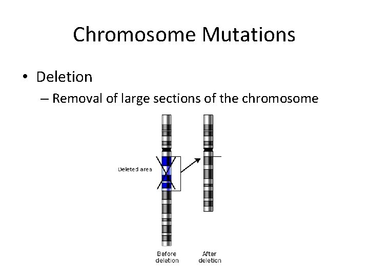 Chromosome Mutations • Deletion – Removal of large sections of the chromosome 