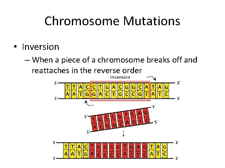 Chromosome Mutations • Inversion – When a piece of a chromosome breaks off and
