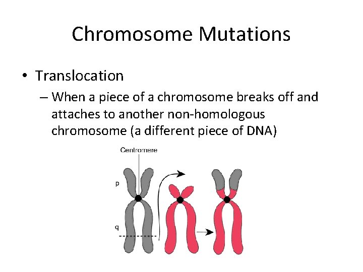 Chromosome Mutations • Translocation – When a piece of a chromosome breaks off and