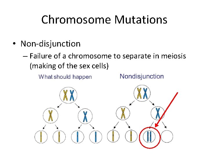 Chromosome Mutations • Non-disjunction – Failure of a chromosome to separate in meiosis (making