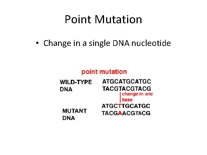 Point Mutation • Change in a single DNA nucleotide 