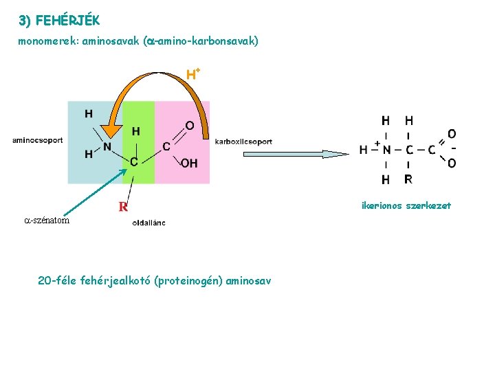 3) FEHÉRJÉK monomerek: aminosavak ( -amino-karbonsavak) H+ ikerionos szerkezet -szénatom 20 -féle fehérjealkotó (proteinogén)