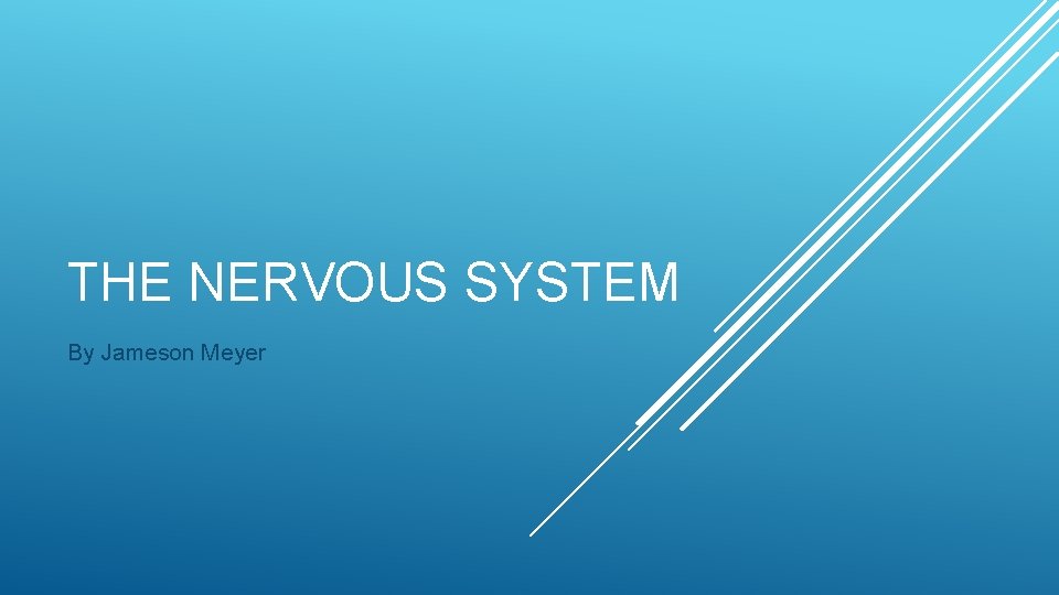 THE NERVOUS SYSTEM By Jameson Meyer 