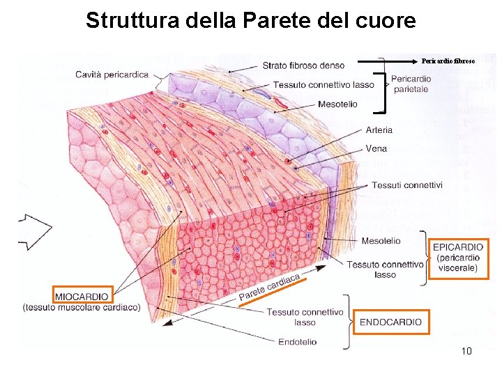 Struttura della Parete del cuore Pericardio fibroso 10 