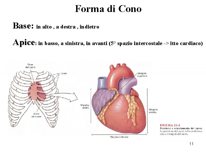 Forma di Cono Base: in alto , a destra , indietro Apice: in basso,