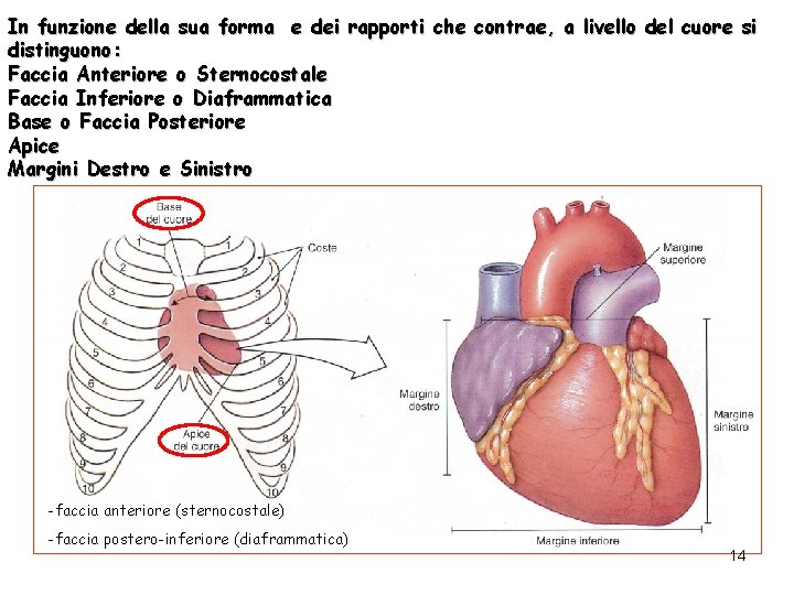 In funzione della sua forma e dei rapporti che contrae, a livello del cuore