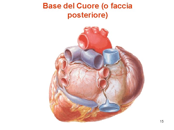 Base del Cuore (o faccia posteriore) 15 