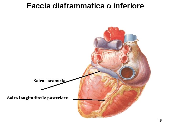 Faccia diaframmatica o inferiore Solco coronario Solco longitudinale posteriore 16 