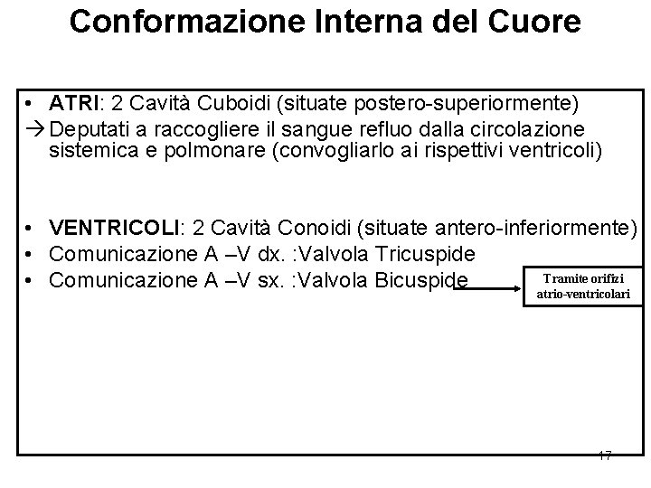 Conformazione Interna del Cuore • ATRI: 2 Cavità Cuboidi (situate postero-superiormente) à Deputati a