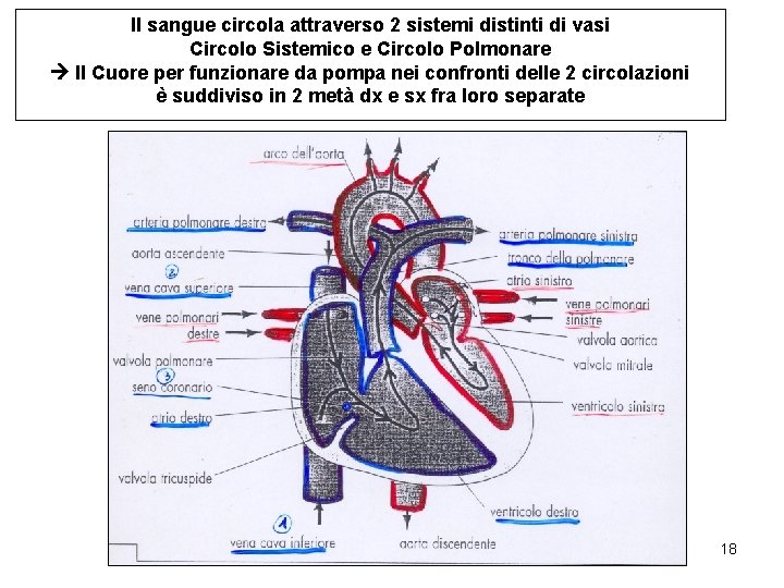 Il sangue circola attraverso 2 sistemi distinti di vasi Circolo Sistemico e Circolo Polmonare