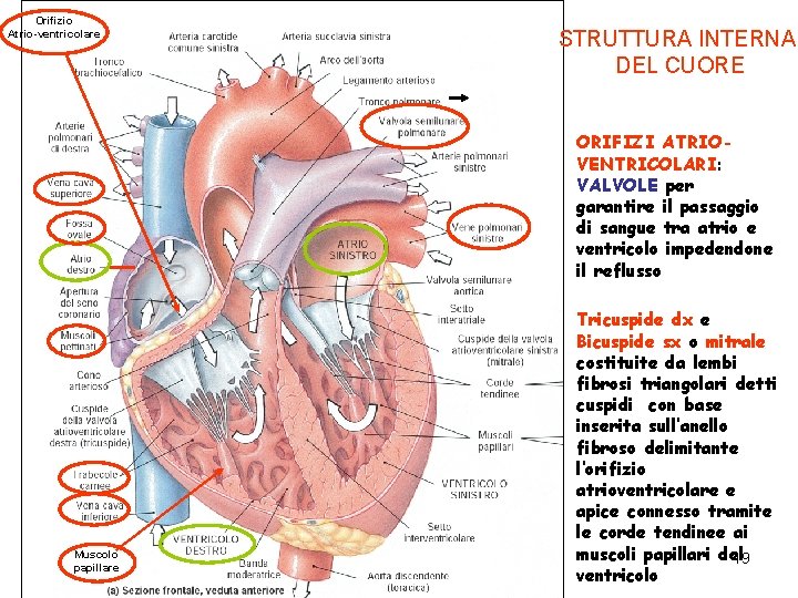 Orifizio Atrio-ventricolare STRUTTURA INTERNA DEL CUORE ORIFIZI ATRIOVENTRICOLARI: VALVOLE per garantire il passaggio di