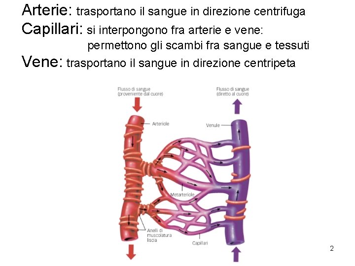 Arterie: trasportano il sangue in direzione centrifuga Capillari: si interpongono fra arterie e vene: