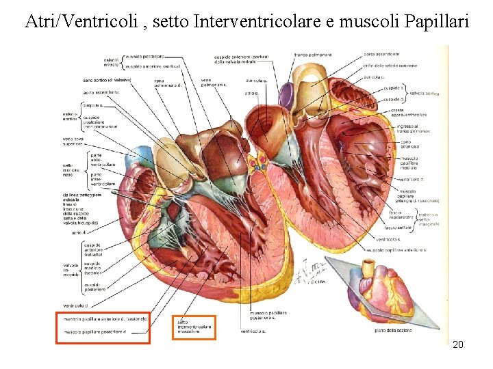 Atri/Ventricoli , setto Interventricolare e muscoli Papillari 20 