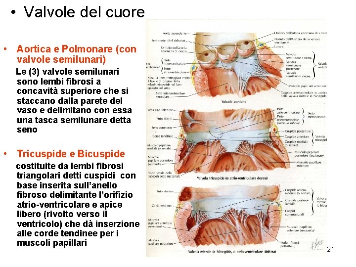  • Valvole del cuore • Aortica e Polmonare (con valvole semilunari) Le (3)